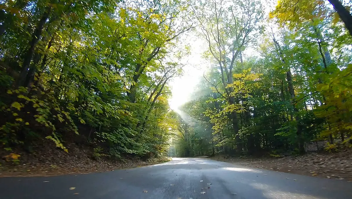 Straße durch Wald
